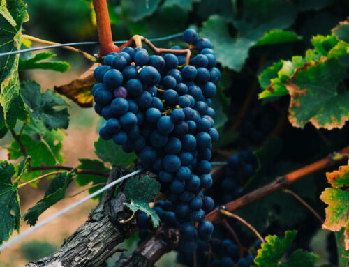 The Beauty of Winemaking